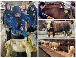 *Antusiasme Berkurban Meningkat, Pemotongan Sapi di Lampung Tembus 24.986 Ekor*